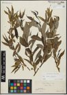 Foto von Salix alba L. x Salix fragilis L.